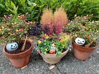 ハロウィンの寄せ植え
