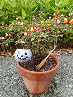 ハロウィンの寄せ植え