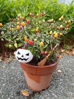 ハロウィンの寄せ植え
