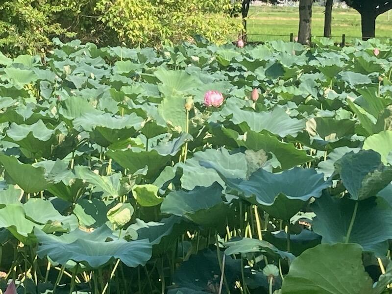 非売品‼️希少本‼️　郷土のあゆみ　寄居町教育委員会　鉢形北条家臣分限録 非売品‼️希少本‼️ 郷土のあゆみ 寄居町教育委員会 鉢形北条家臣